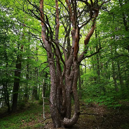 Eifelblick Semesterbostad Schleiden