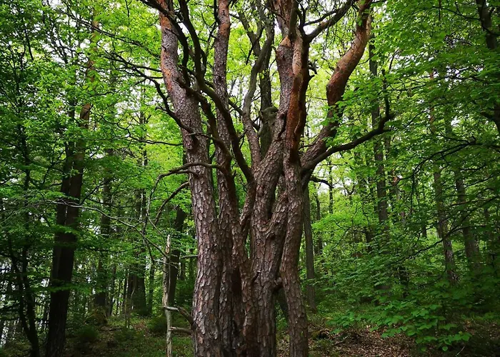 Eifelblick Prázdninový dům Schleiden