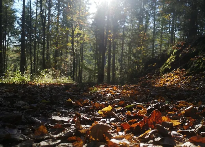 Eifelblick Prázdninový dům